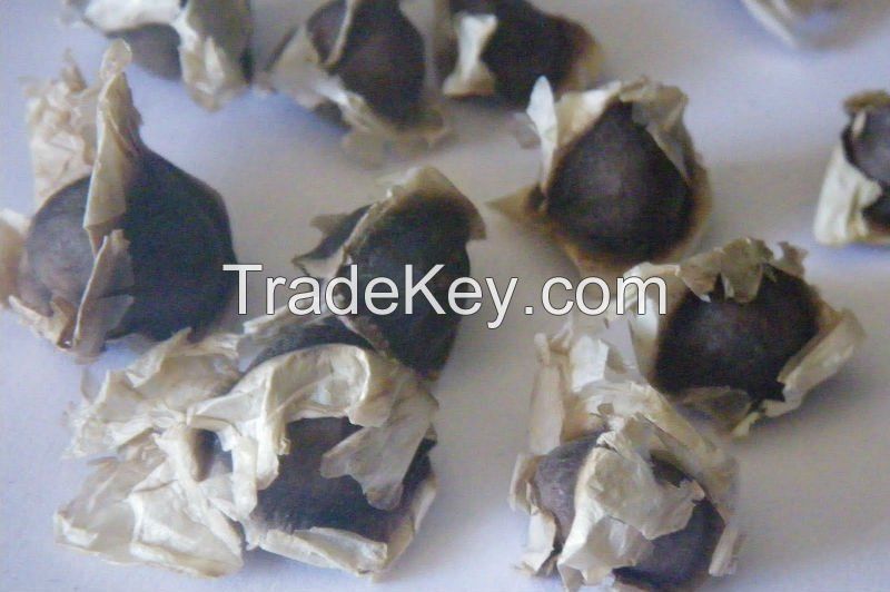 Moringa PKM1 Seeds and Leaf Powder