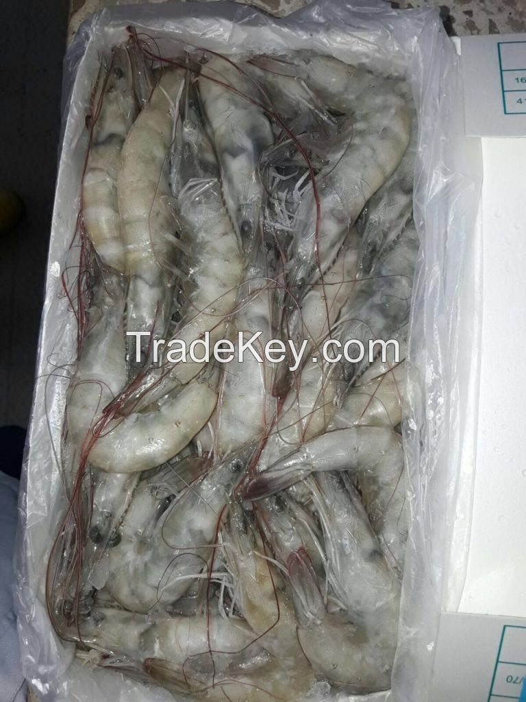 Ecuadorian Frozen Shrimp