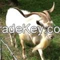 Kiki goats