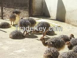 ostrich birds, ostrich eggs for sale