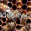 Bee venom for Sale