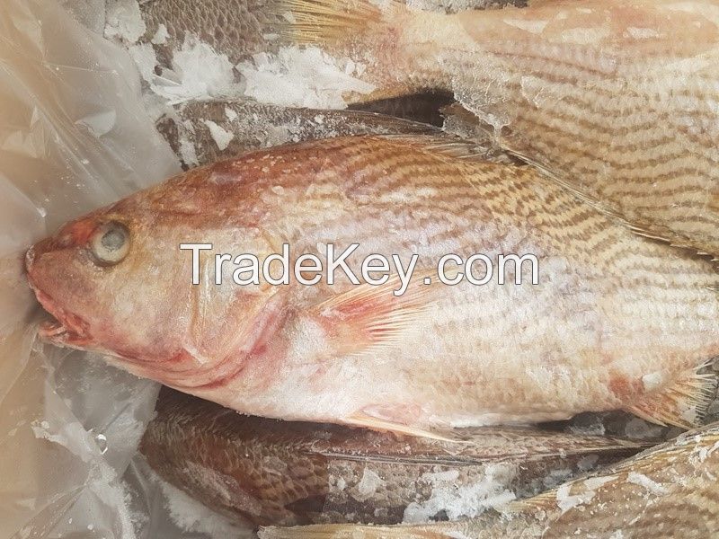 White Croaker Whole Round