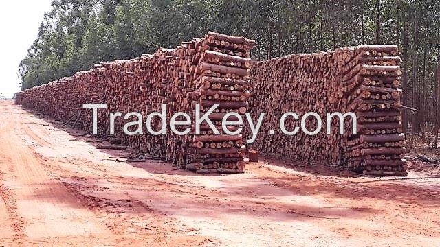 Natural Mesquite Hardwood Charcoal