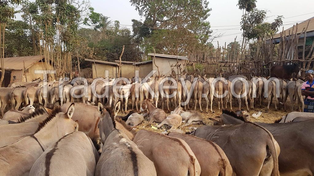 Dry And Wet Salted Donkey/Horse Hides/Wet Cow Hides