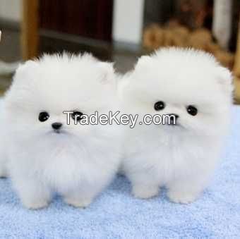 Charming.CUTE  Teacup Pomeranian Puppies for adoption-,text 302-400-5220  
