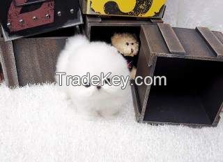 Charming.CUTE  Teacup Pomeranian Puppies for adoption- 