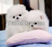 Charming.CUTE  Teacup Pomeranian Puppies for adoption-,text 302-400-5220  