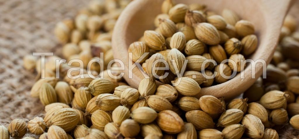 Coriander seeds