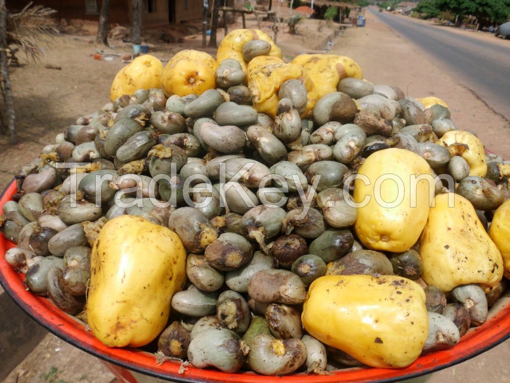 RAW CASHEW NUTS