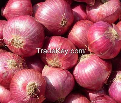 RED ONION