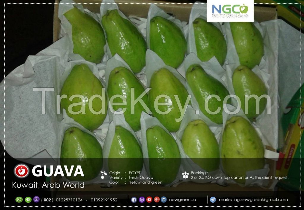 GUAVA