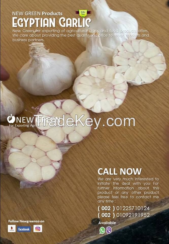 garlic