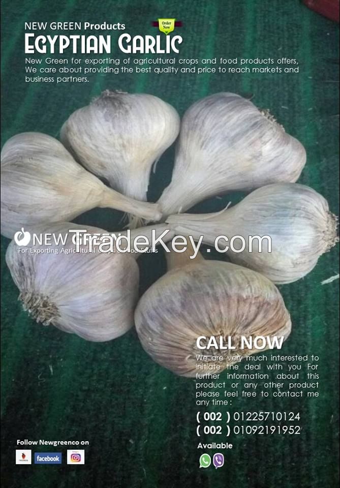 garlic