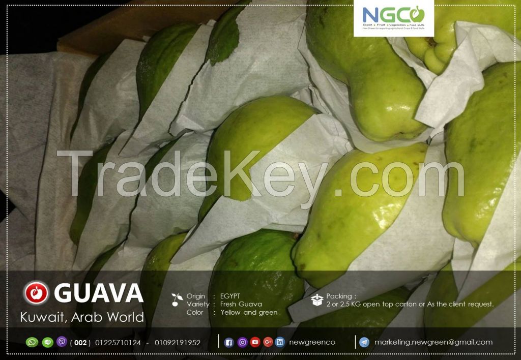 GUAVA