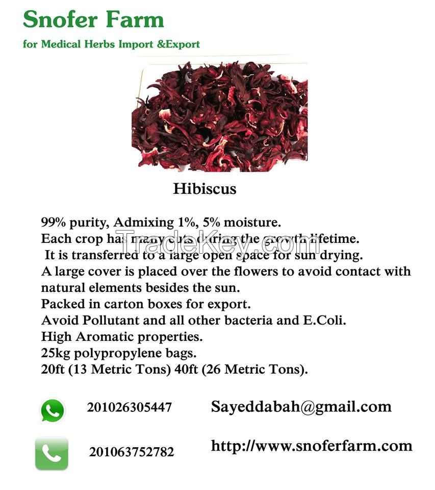 Hibiscus