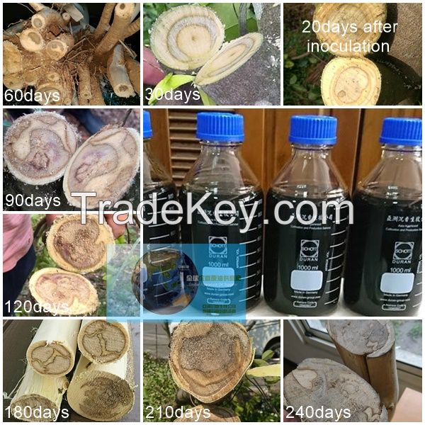 Oud Oil, Agarwood Oil, Agarwood Inoculation, Agarwood Inducer