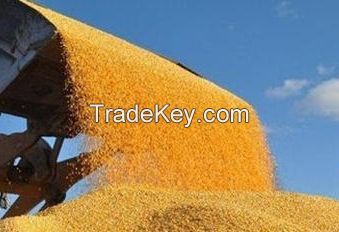 Animal Feed Yellow Corn 