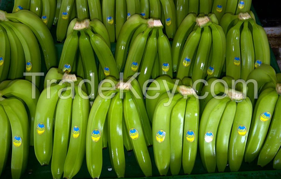 Cavendish Bananas