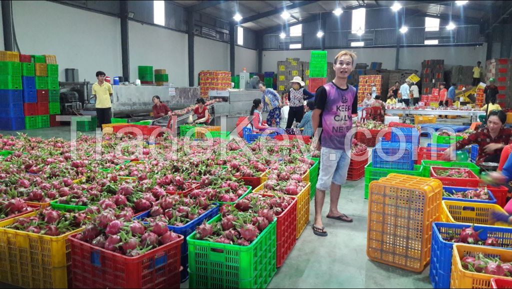 Vietnam Fresh Dragon Fruit (high quality with good price at farm) HP: +841201590950