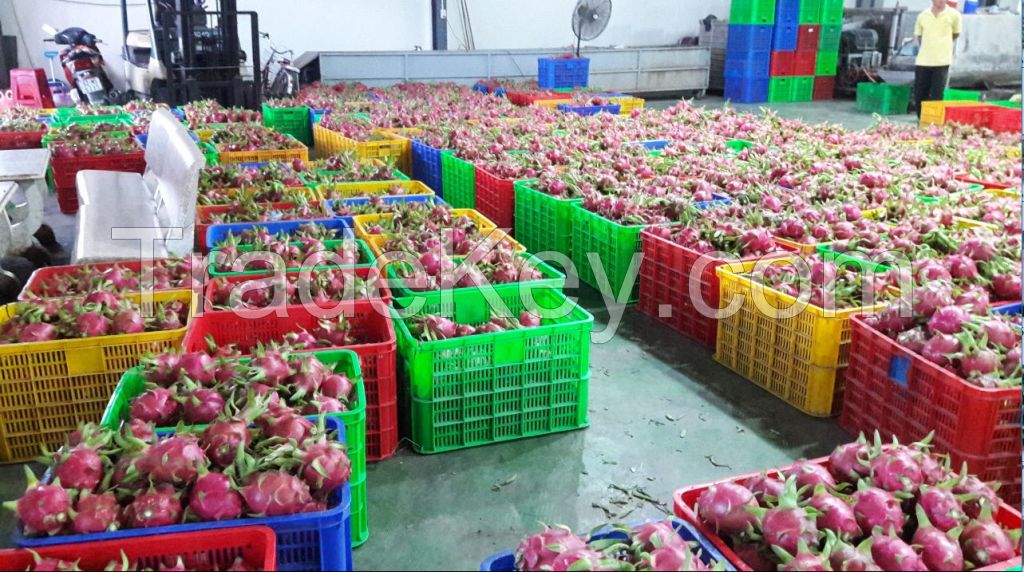 Vietnam Fresh Dragon Fruit (high quality with good price at farm) HP: +841201590950