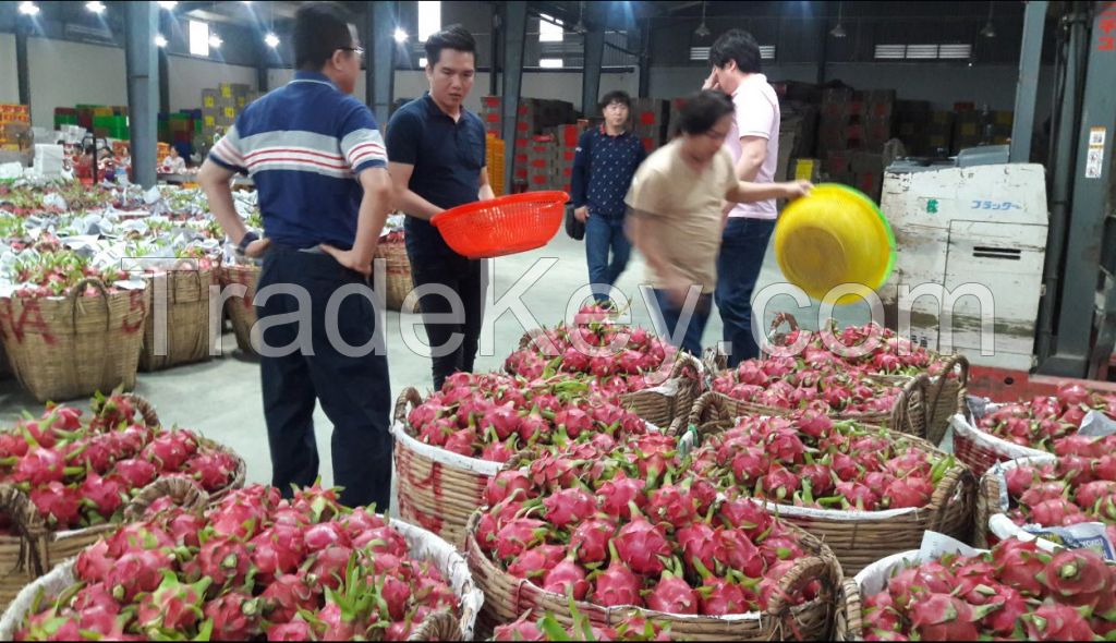 FRESH DRAGON FRUIT VIETNAM-HP: +841204590950