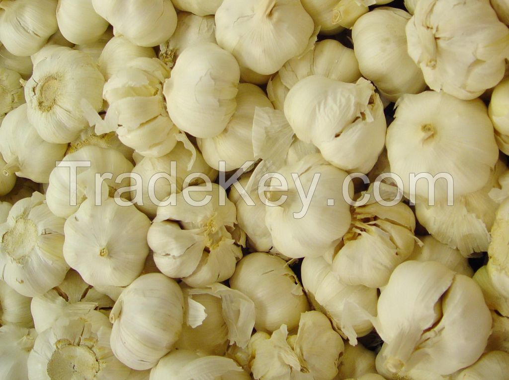pure white fresh garlic in 2016