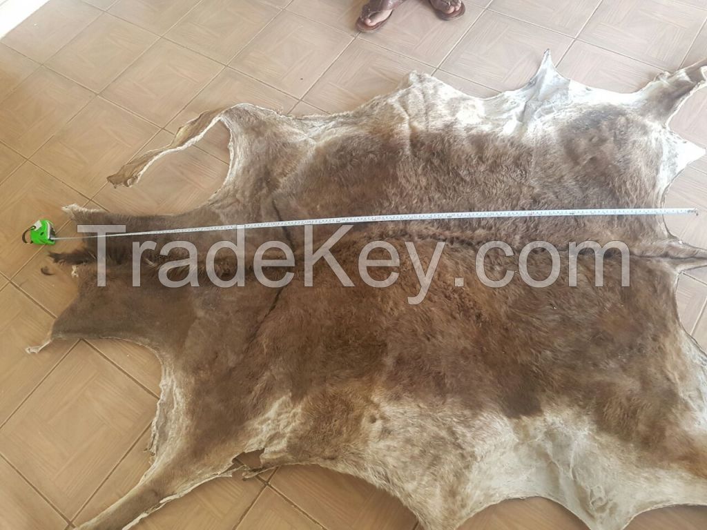 100% DRY SALTED DONKEY HIDES / WET SALTED DONKEY HIDES