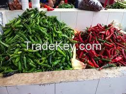 big fresh red chilli pepper with length 12-14cm