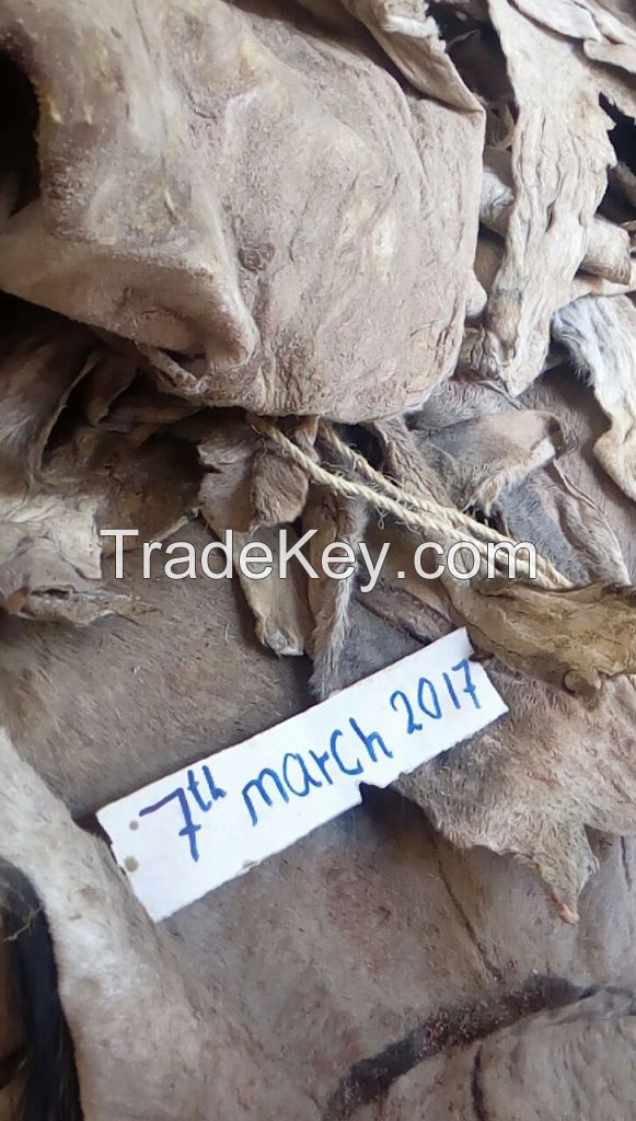 Wet and dry salted donkey skin/donkey hides/cow skin