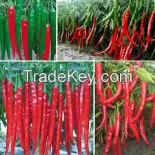 Top Quality Fresh Capsicum Bell Pepper For Sale