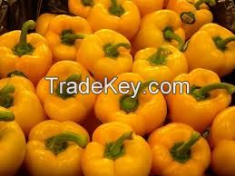 Top Quality Fresh Capsicum Bell Pepper For Sale