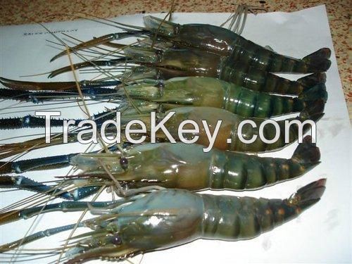 Fresh Water Shrimp / Macribrachium Rosenbergii