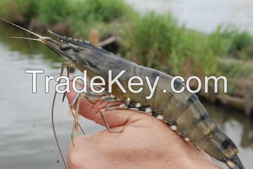 Fresh Water Shrimp / Macribrachium Rosenbergii