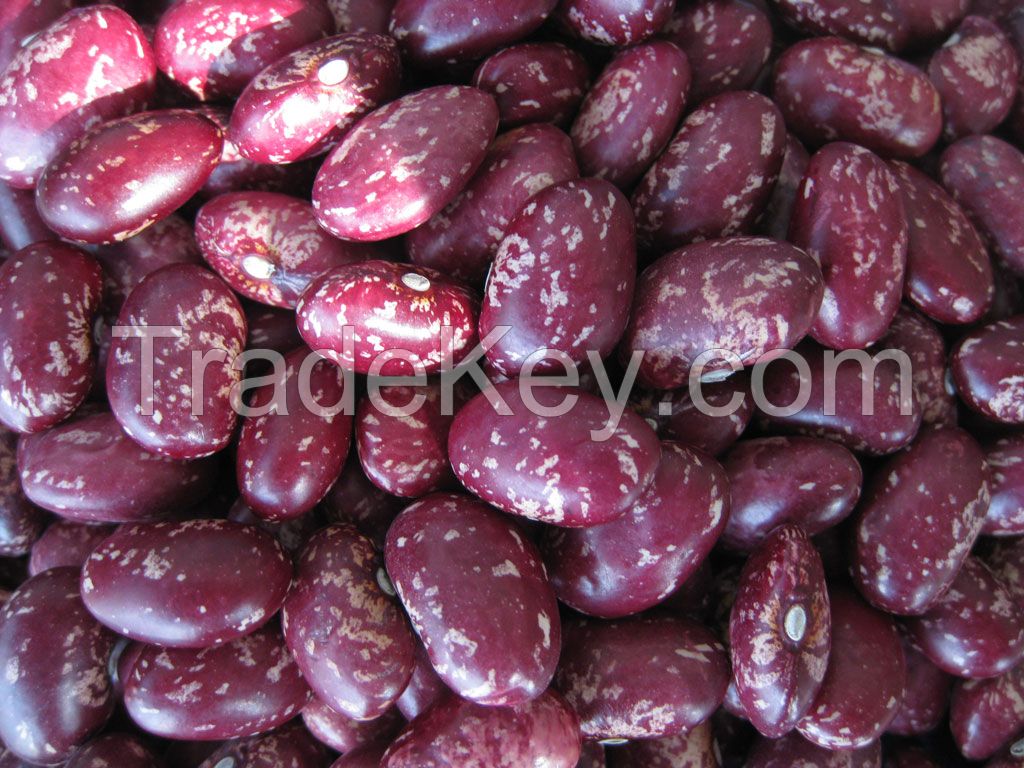 Purple Speckled Kidney Bean / Light Speckled Kidney Bean