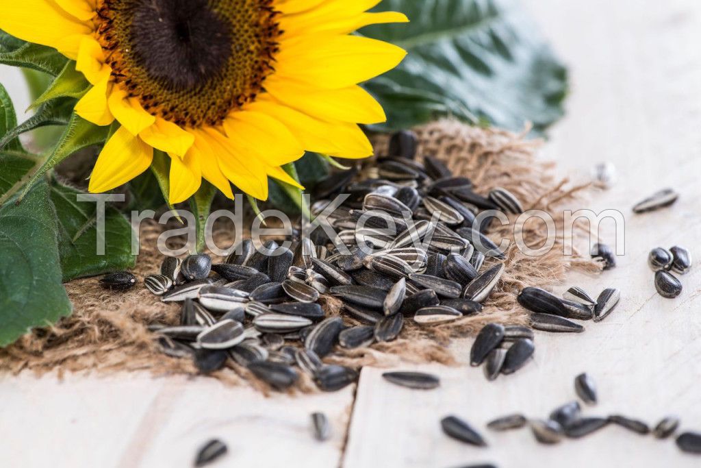 SUNFLOWER SEEDS 5009 ,363 (20/64 22/64 24/64)