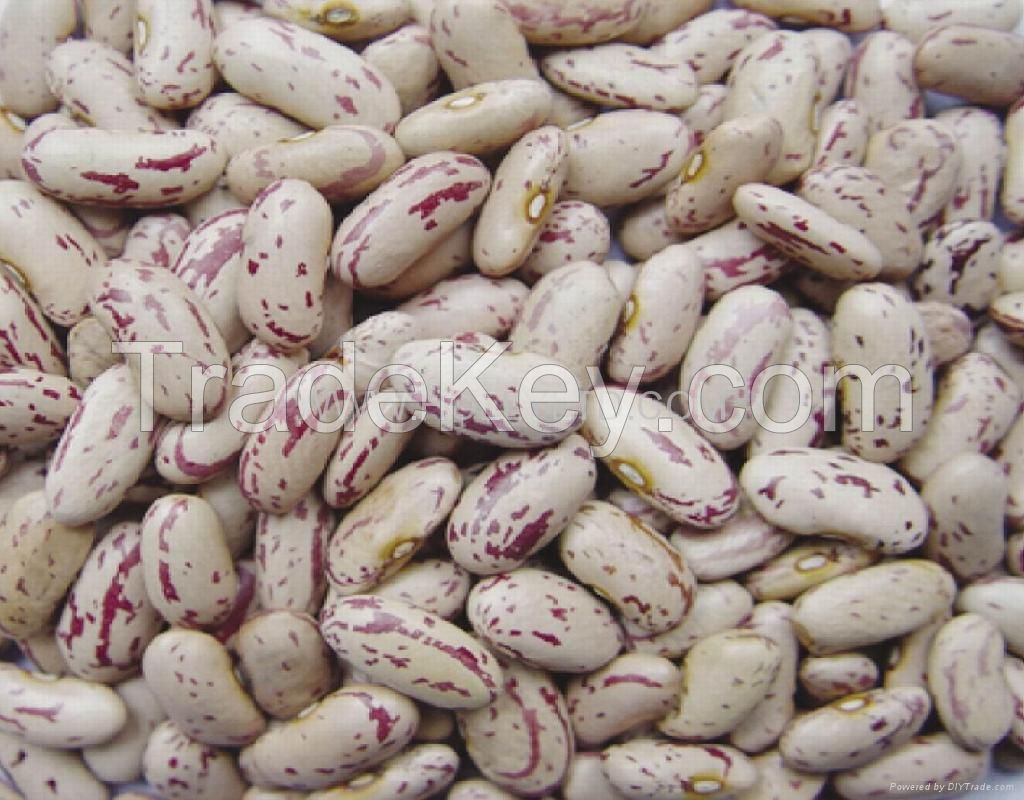 WHOLESALE SOUTH AFRICAN LIGHT SPECKLED KIDNEY BEANS (LSKB) / PINTO BEANS