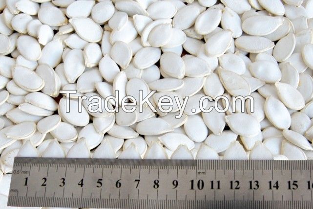 Shine Skin Snow White Pumpkin Seeds In Shell For Sale