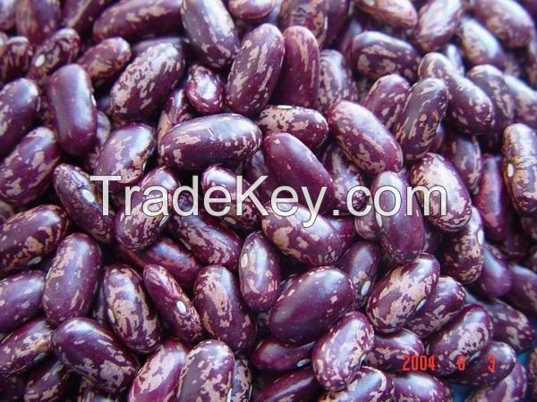 Purple Speckled Kidney Bean / Light Speckled Kidney Bean