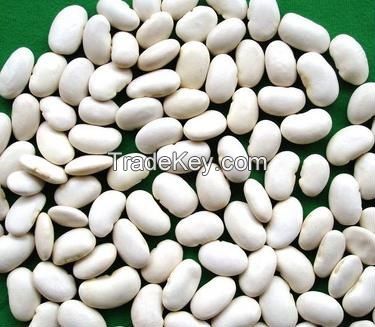 Processed High Quality White Kidney Beans for Sale