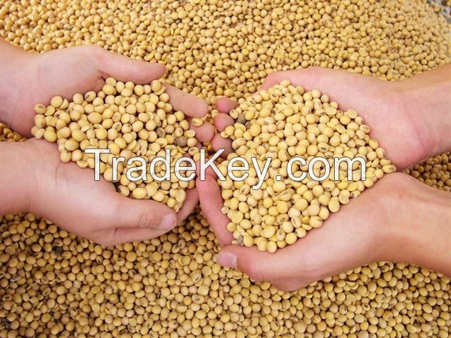 Good Quality Soyabean / Soybean Seeds / Soya bean for Sale