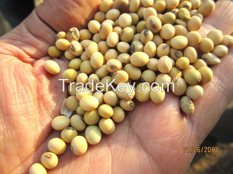 Good Quality Soyabean / Soybean Seeds / Soya bean for Sale