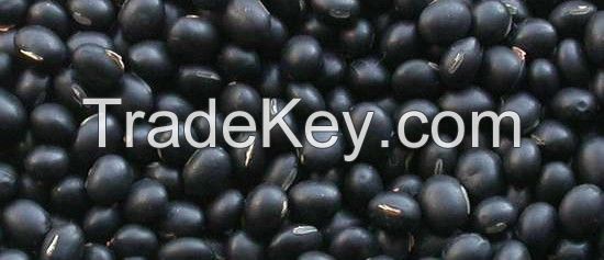 Black kidney bean HPS, 500-550pcs / 100g, 2015 Crop