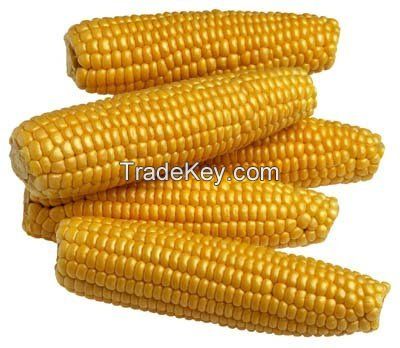 NEW CROP BULK DRIED YELLOW CORN / YELLOW MAIZE FOR ANIMAL FEED