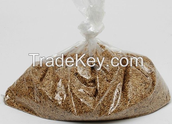 Top Quality Canary Seeds