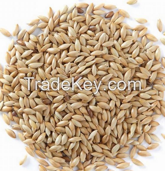 Top Quality Canary Seeds