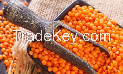 Red Whole Lentils Suppliers, Split Red Lentils, Masoor Dal, Direct from FACTORY Prices