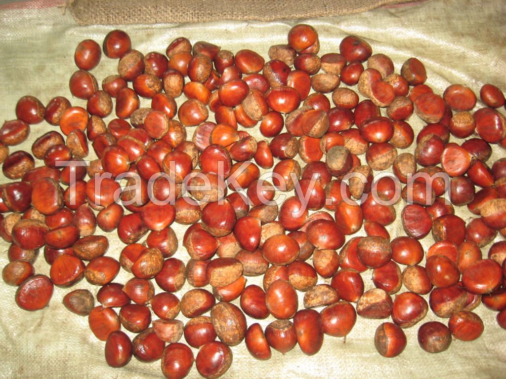 Chestnut Roasted And Peeled Organic Chest Nut / Fresh Raw Chestnuts For Sale