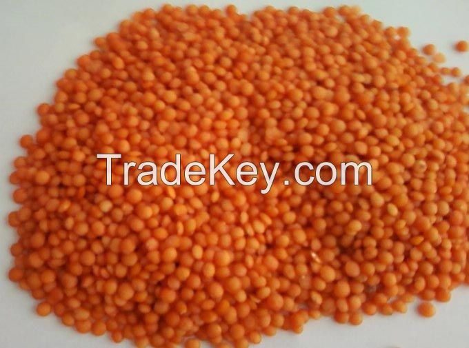 Red Whole Lentils Suppliers, Split Red Lentils, Masoor Dal, Direct from FACTORY Prices