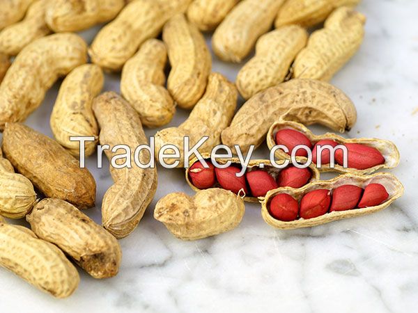 Philippines High Quality peanuts / peanut with best price