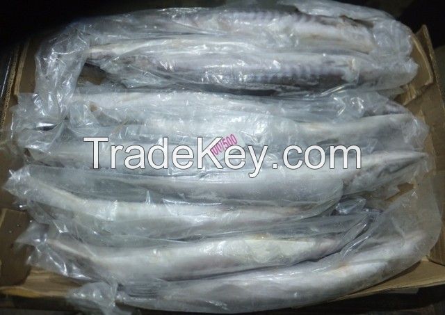 FROZEN W/R BARRACUDA FISH, Mackerel frozen fish, Frozen Barracuda Fish